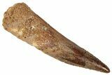 Fossil Spinosaurus Tooth - Real Dinosaur Tooth #346291-1